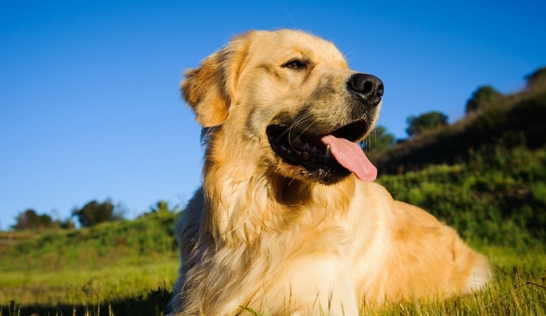 Autophagy in Dogs: A Natural Mechanism of Recovery