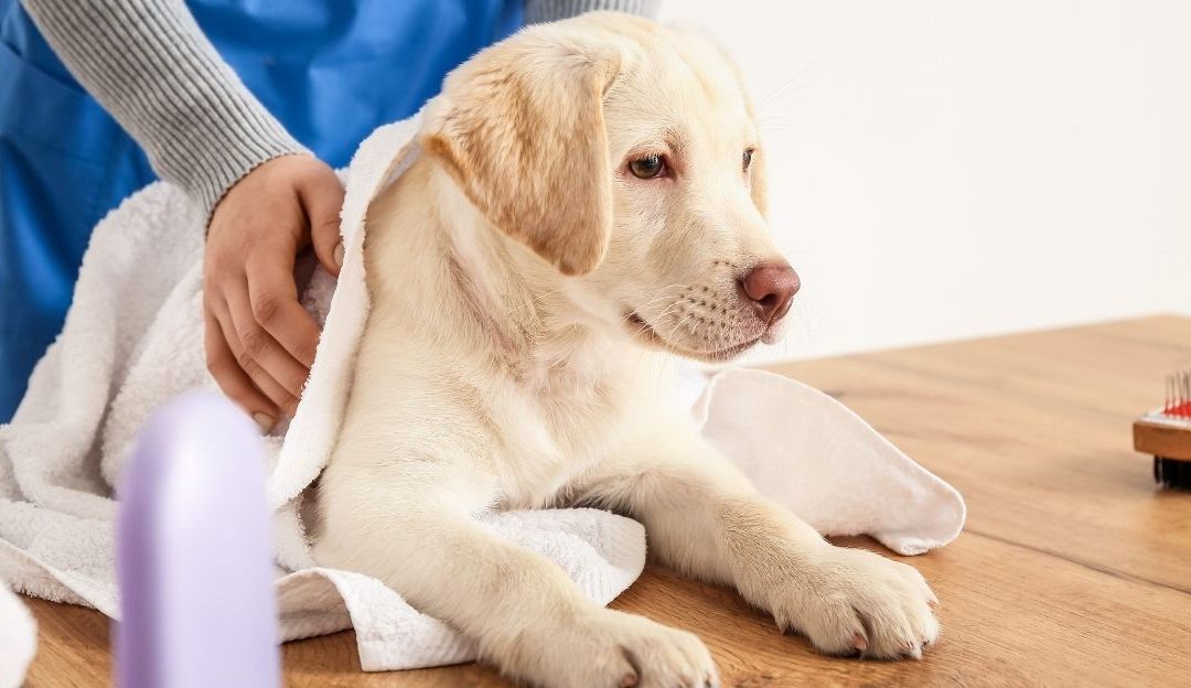 Can I Wipe My Dog With Wet Wipes?
