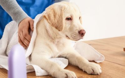 Can I Wipe My Dog With Wet Wipes?