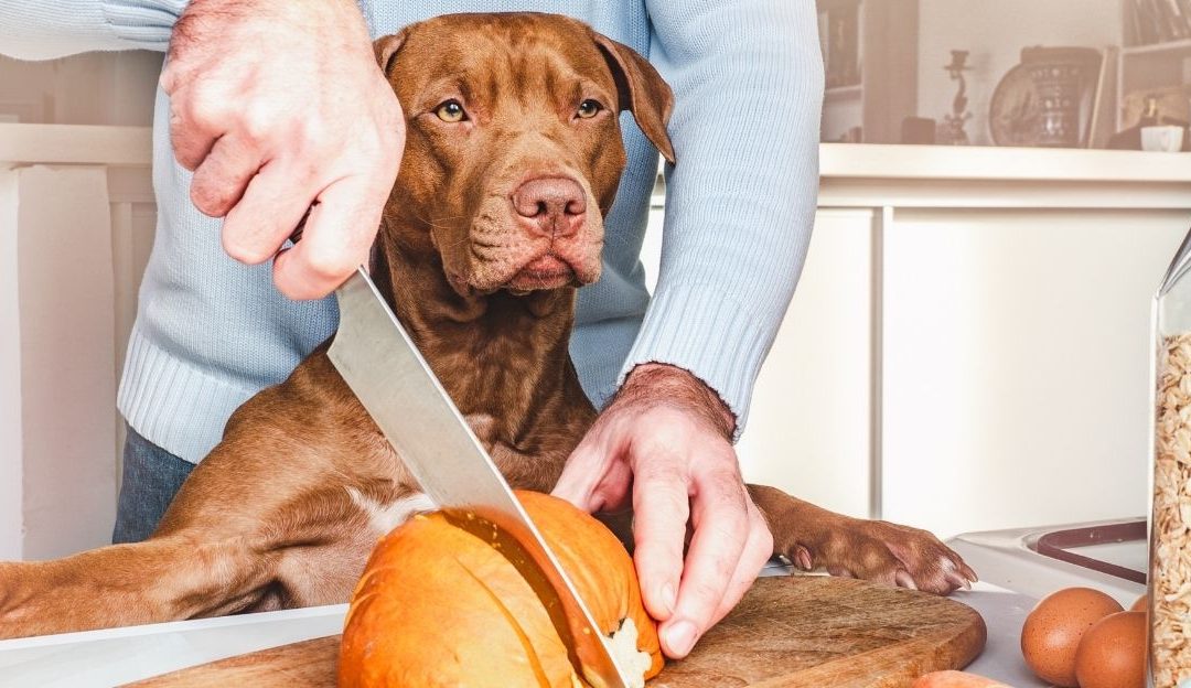 How to Cook for Your Dog When You Have No Time: A Practical Guide for Busy Dog Owners
