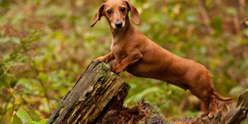 A Dachshund in a natural environment illustrating the physical limitations of dogs that would not survive in nature