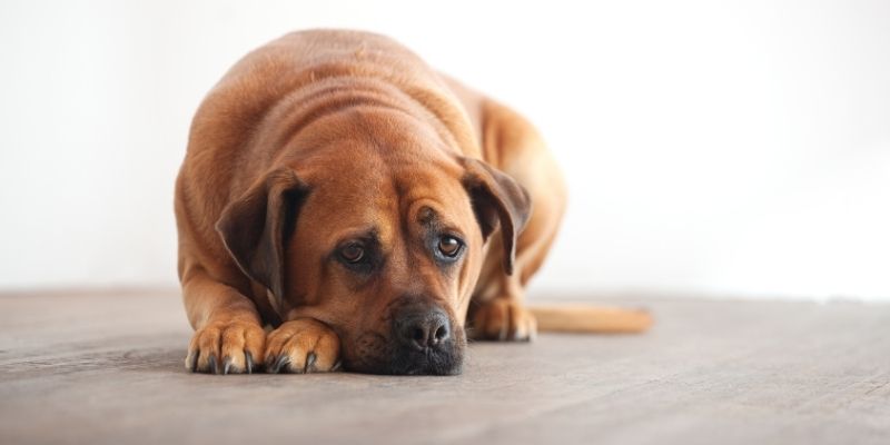 Emotional conflict between a human and a dog as part of the culture of conflict, showing what happens when a dog refuses obedience