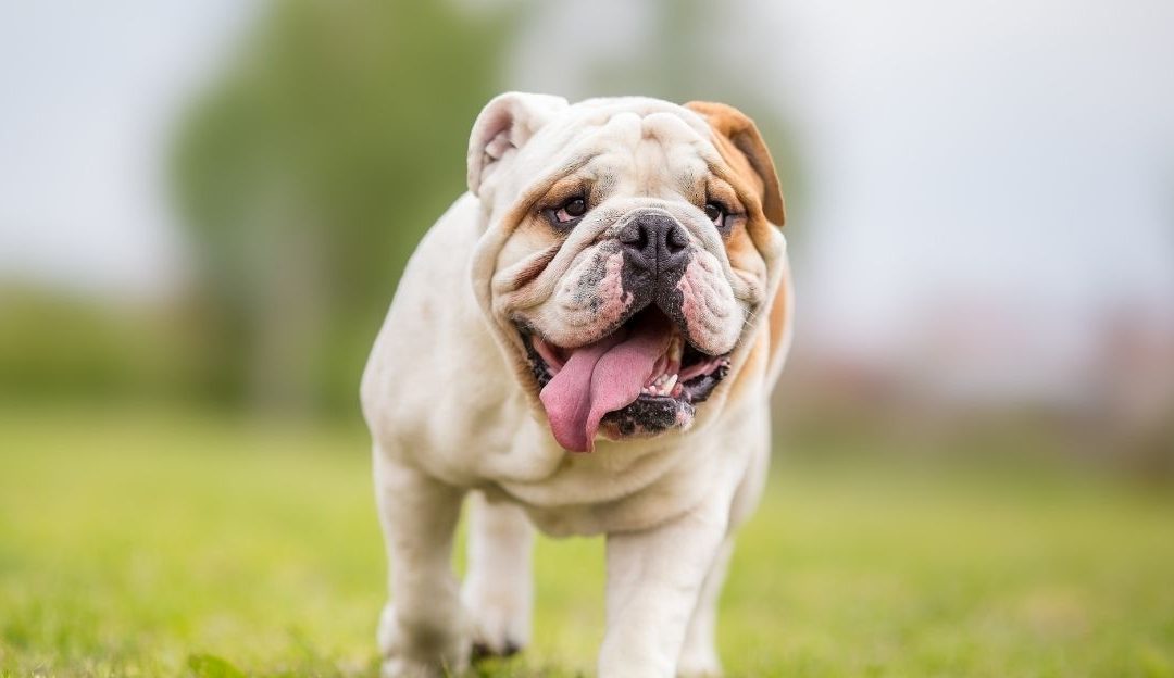 A French Bulldog outdoors illustrating why certain dogs that would not survive in nature depend on human care