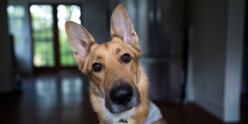A dog showing restlessness or skin reactions as a consequence of the pandemic