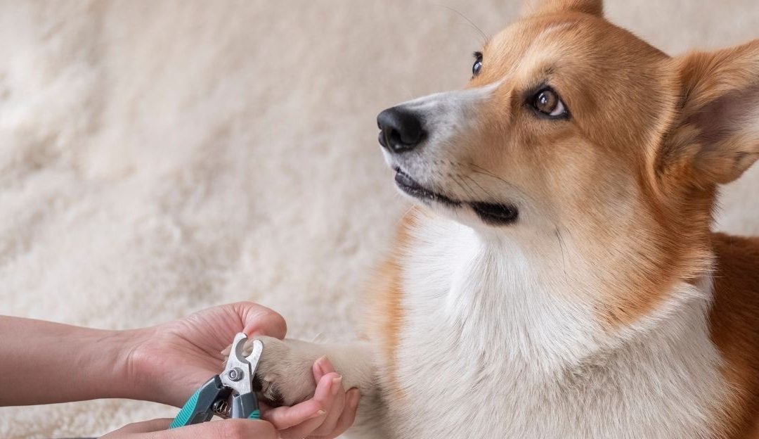 Building trust with a dog during nail trimming in a calm atmosphere