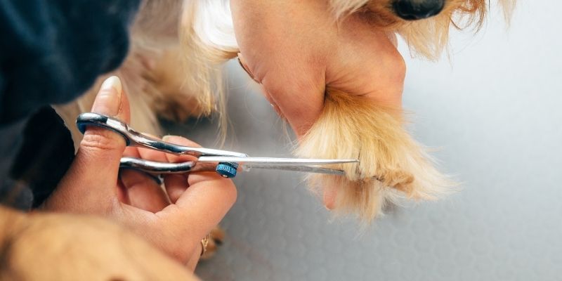 Trimming a puppy's paws as part of the routine to learn when to groom a puppy