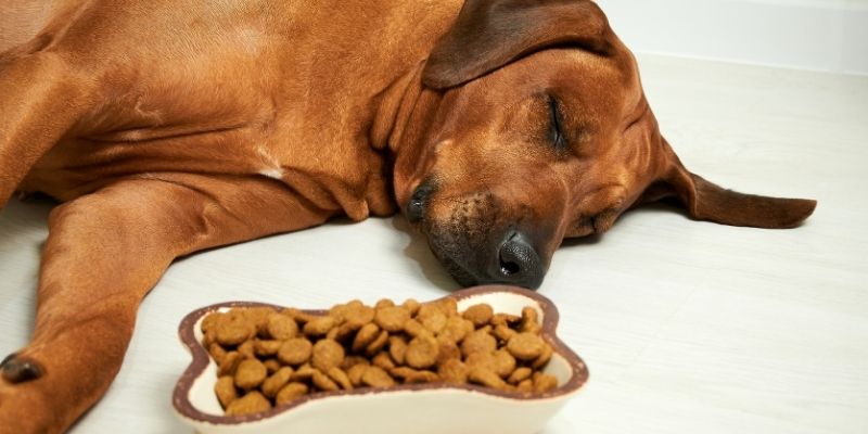 Artificial dog food that lacks natural digestion requirements and fails to stimulate the microbiome