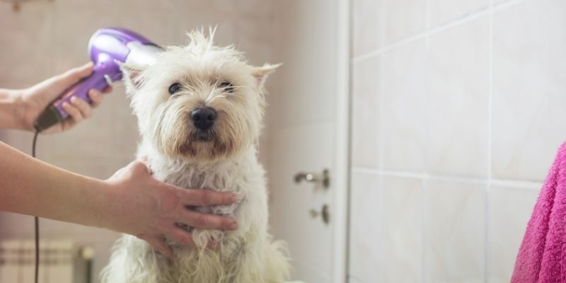 Dry dog skin due to inadequate care and alcohol-based wet wipes, highlighting what is safe for daily grooming