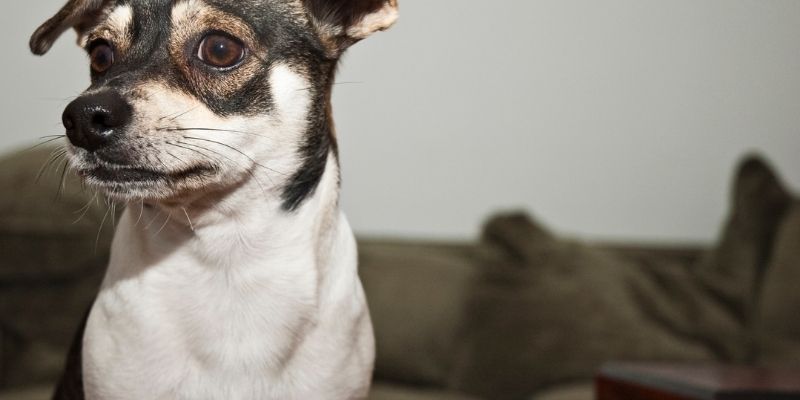 Isolation of a dog as a message of boundaries, explaining why dogs nibble and how to stop it through separation