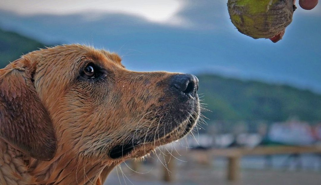 When Play with a Dog Becomes a Trap