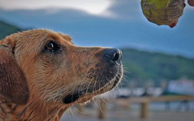 When Play with a Dog Becomes a Trap