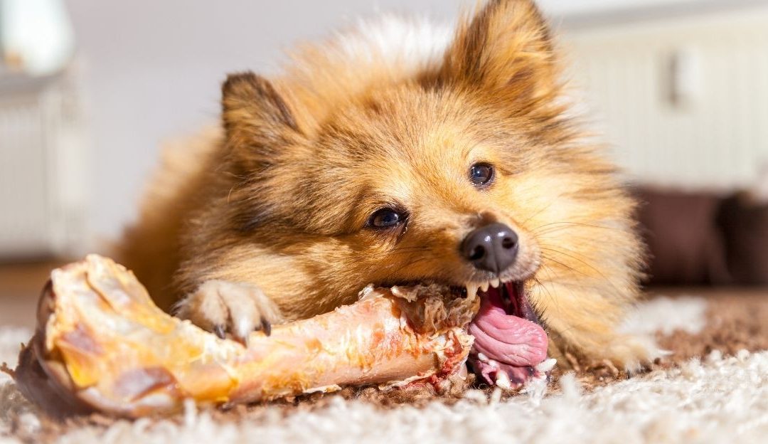 How to Take a Bone From a Dog Without Conflict