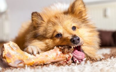 How to Take a Bone From a Dog Without Conflict