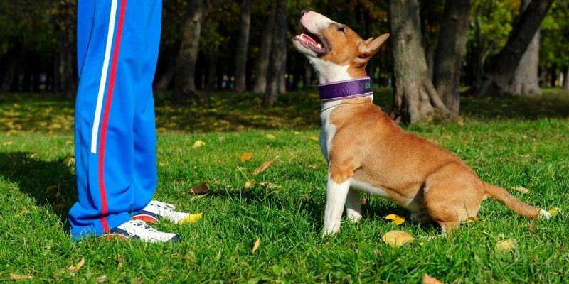 A dog showing signs of stress and fear due to traumatic training methods