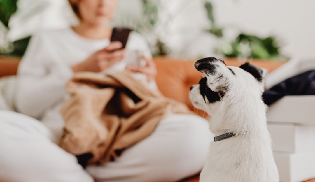 The Silent Alarm in Your Home: Is Your Dog Carrying Your Unprocessed Covid Stress