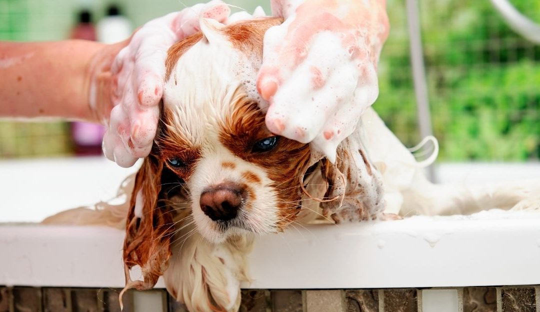 Dog Cosmetics: The Problem Is Not Bad Intent, but Lack of Knowledge