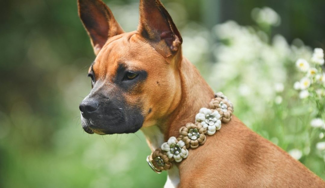 Invisible Chains: The New Slavery of Dogs in the Name of Love