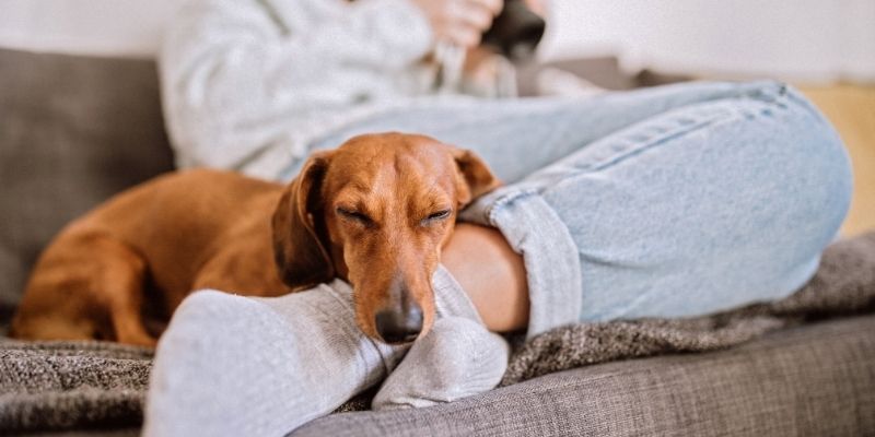 A calm dog next to a stable owner in a position of trust, demonstrating the dynamic when a dog stops and waits