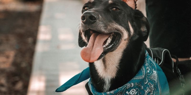 An owner gently petting a dog during calm play with a dog, showing how touch and presence build harmony