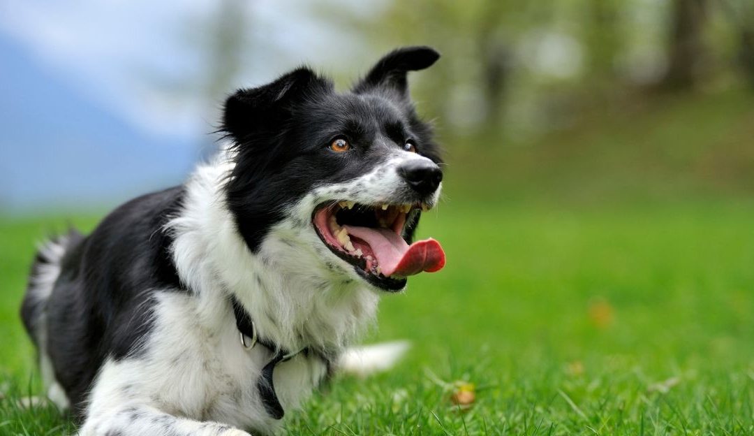 When a Dog Refuses Obedience, Our Real Conflict Begins