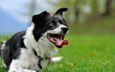 When a Dog Refuses Obedience, Our Real Conflict Begins