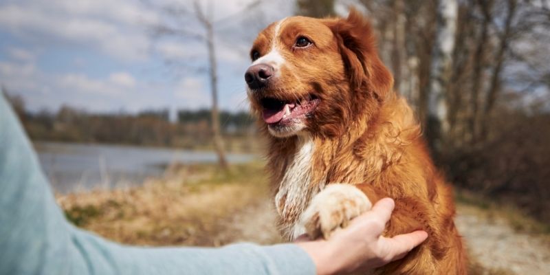 The bond between owner and dog through daily care and home cooking versus commercial dog food