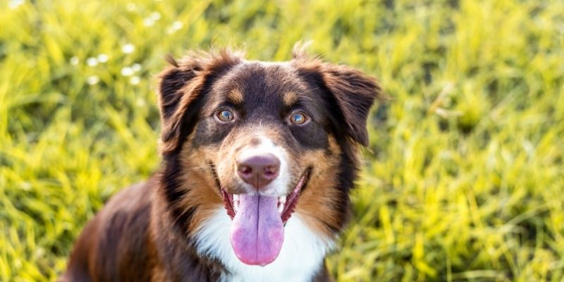 A healthy dog in nature, representing a strong immune system and resilience