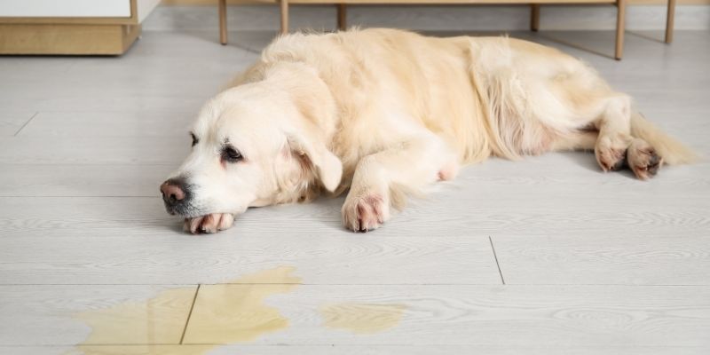 A dog urinating inside due to separation anxiety, highlighting the difference between behavioral issues and a urinary infection in dogs