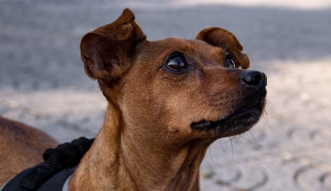 When a Dog Stops and Waits: A Call to Silence, Not to Command