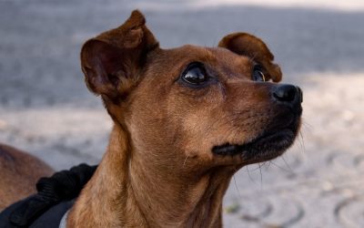 When a Dog Stops and Waits: A Call to Silence, Not to Command