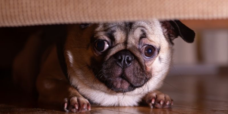 A dog adopted from a shelter observing its owner from a distance, showing why a shelter dog appears withdrawn and insecure