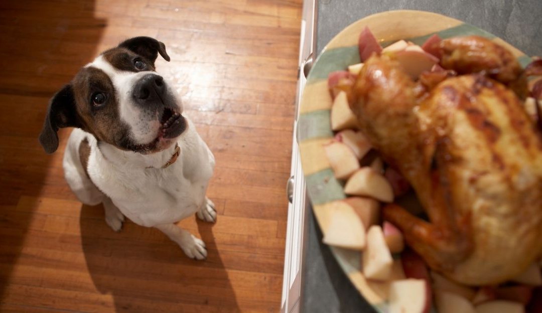 Feeding Dogs Table Scraps: Why Your Dog Should Not Eat Your Food