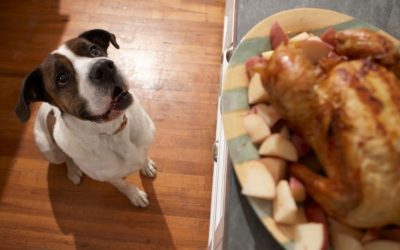 Feeding Dogs Table Scraps: Why Your Dog Should Not Eat Your Food