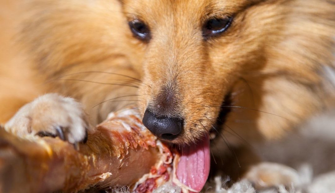 Are Dried Bones from Pet Shops Really Safe for Dogs?