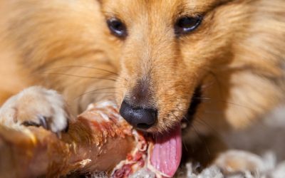 Are Dried Bones from Pet Shops Really Safe for Dogs?