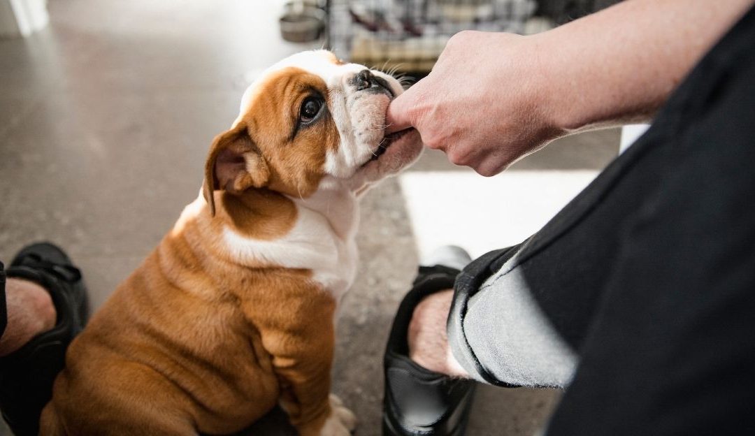 Why Dogs Nibble and What It Reveals About Boundaries