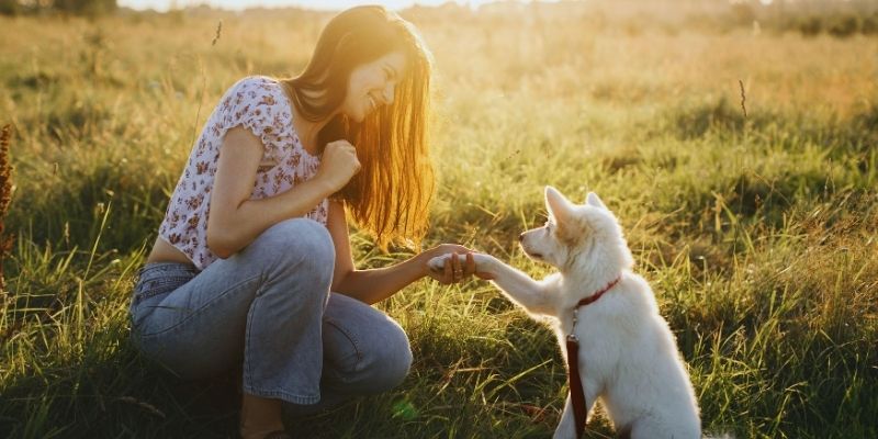 A calm dog walking beside its owner in a state of following and harmony