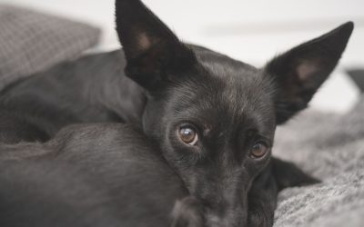 Why a Shelter Dog Appears Withdrawn and Sad: The Path to Trust