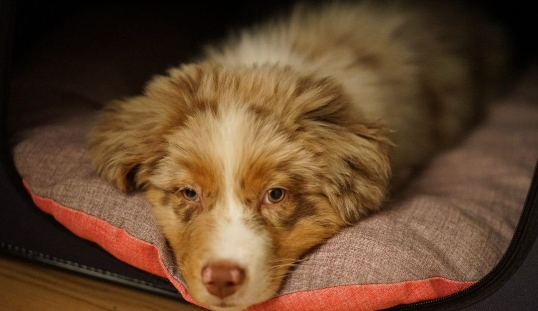 Why We Choose a Dog and Postpone Having a Child