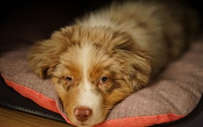 Why We Choose a Dog and Postpone Having a Child