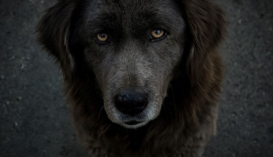 Why a Dog Refuses to Come When You Call: The Hidden Dynamics