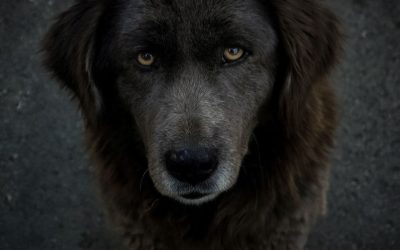 Why a Dog Refuses to Come When You Call: The Hidden Dynamics