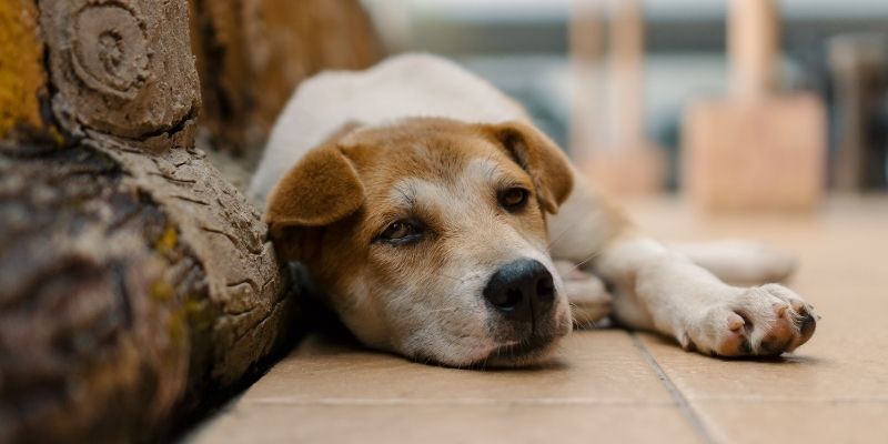 A dog resting while the body activates autophagy