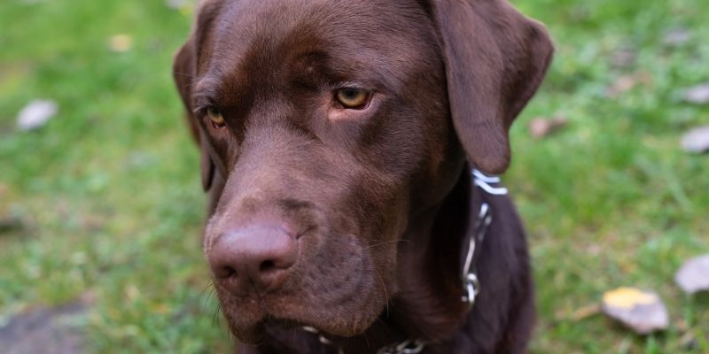 A dog next to its owner as a mirror of insecurity and stress, showing the price paid when a dog stops and waits