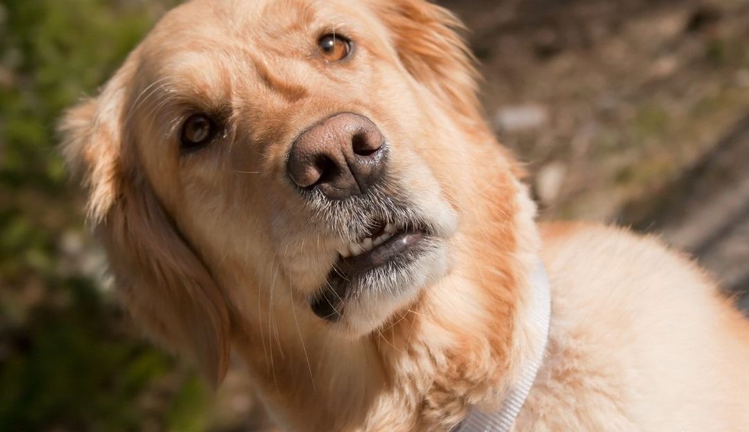 A Dog Would Never Do This: Why Do You Do It to Yourself?