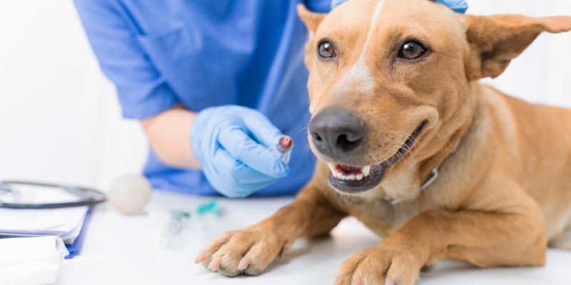 A veterinarian preparing a dog for sterilization at the optimal age to prevent tumors in dogs