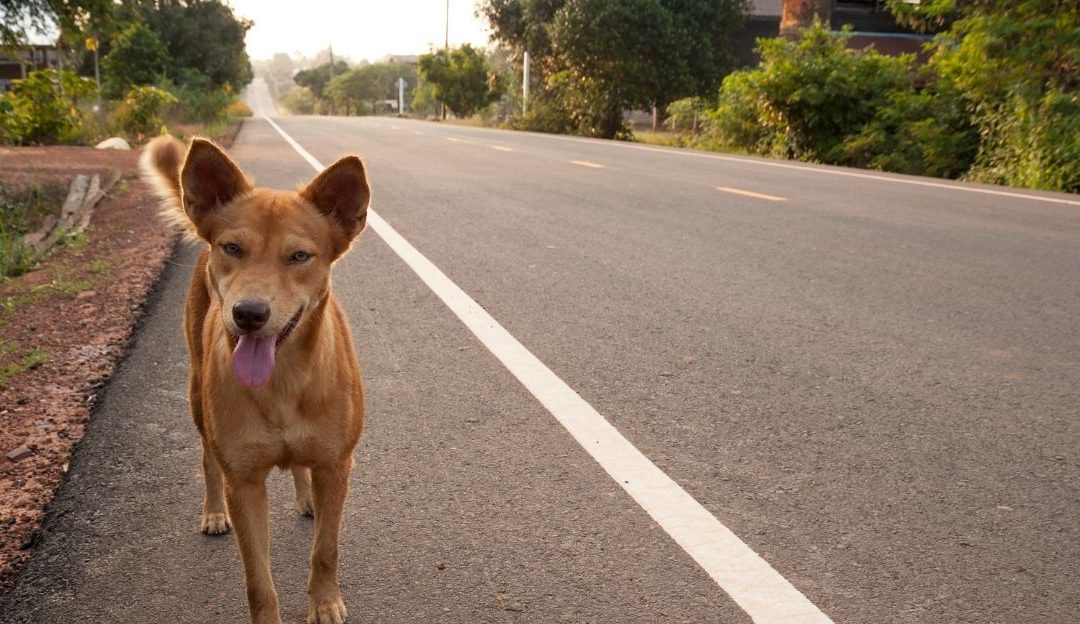 Do Dogs Develop Tumors If They Are Not Spayed or Neutered?