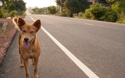 Do Dogs Develop Tumors If They Are Not Spayed or Neutered?