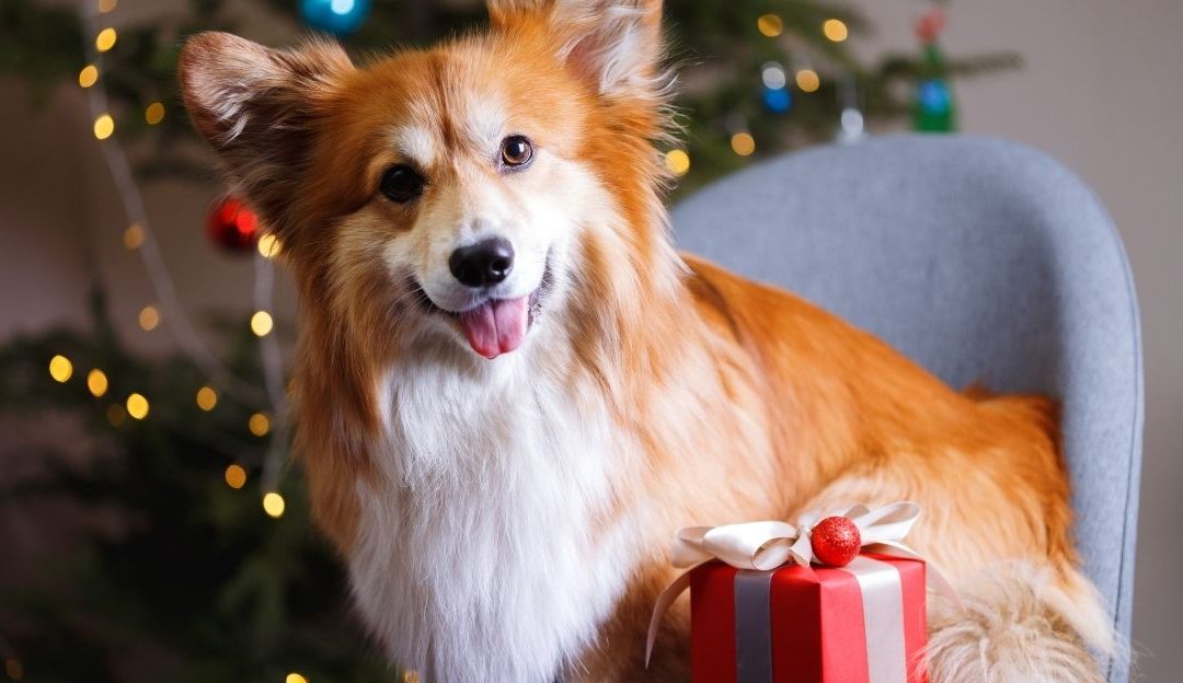 A quiet moment of presence between a human and a dog showing how dogs bring happiness and a sense of peace