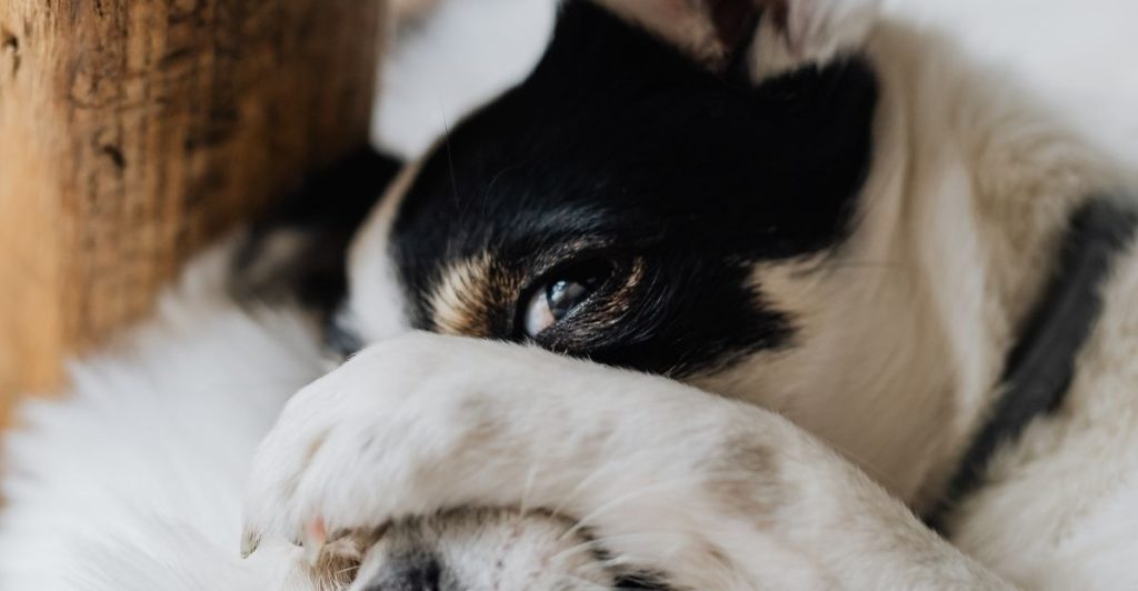 A scared dog during fireworks and firecrackers, huddled and tense due to loud noises